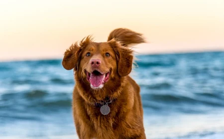 dog jumping happy at the beach