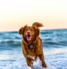 dog jumping happy at the beach