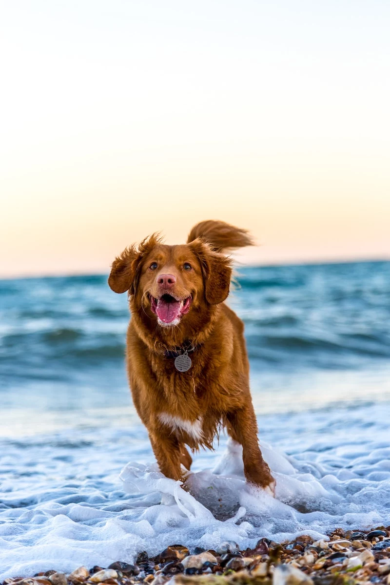 dog jumping happy at the beach
