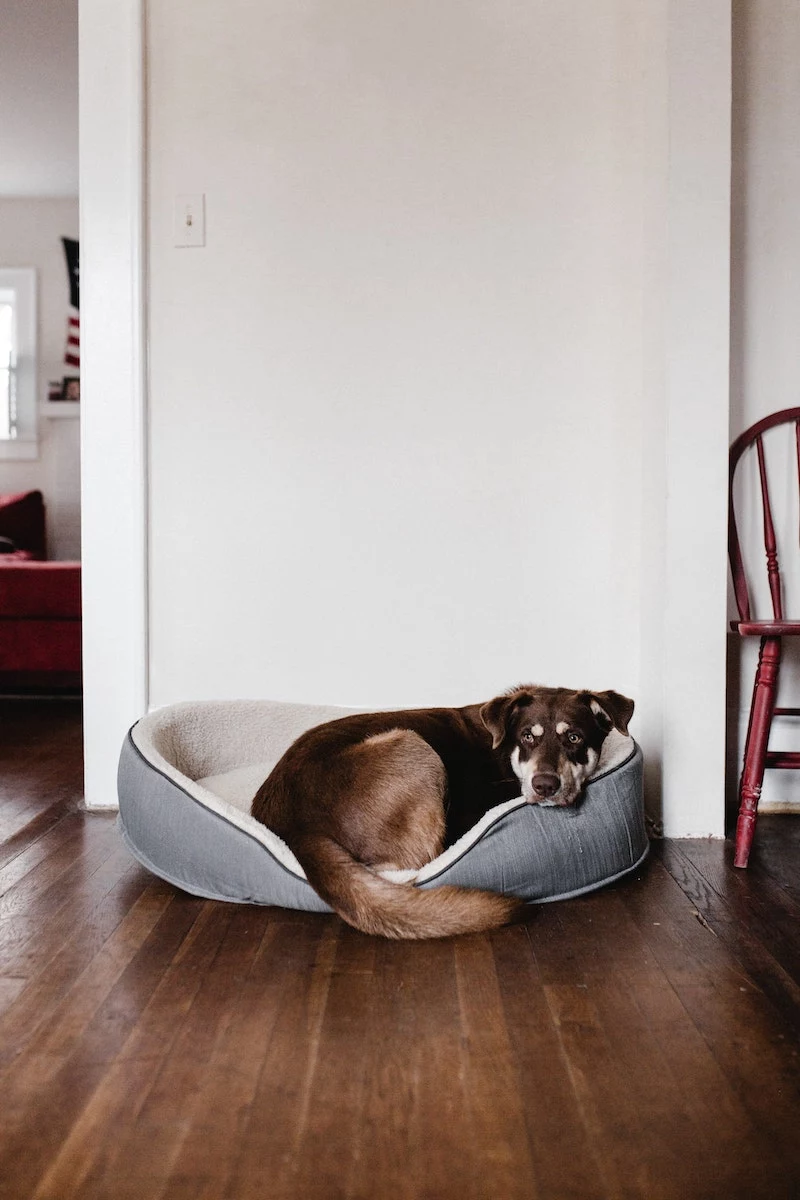 dog laying on its bed inside