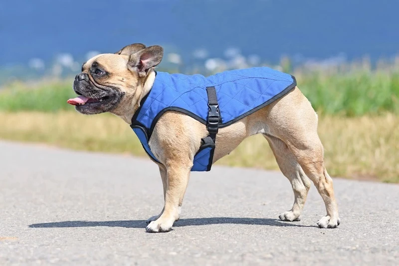 dog with blue cooling vest