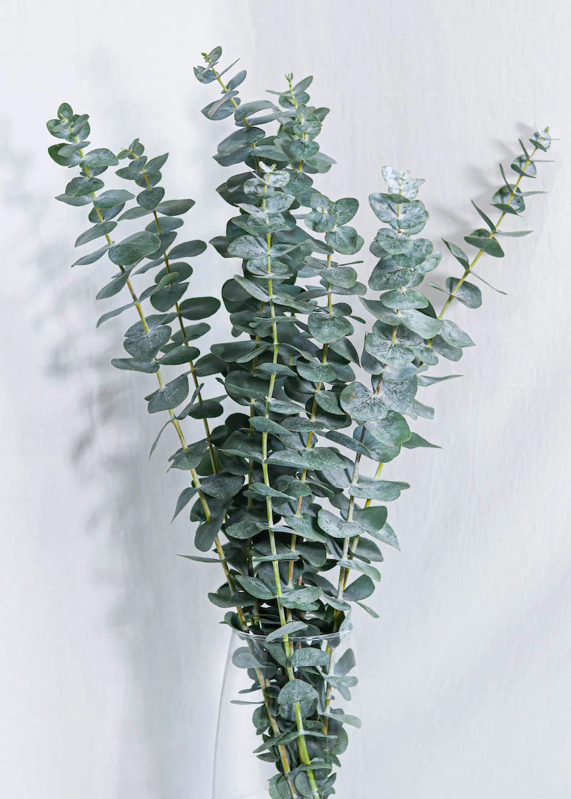 eucalyptos leaves two