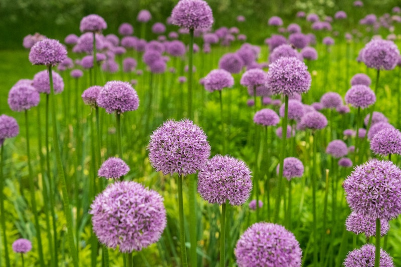 flowering onion purple ball like flower in field