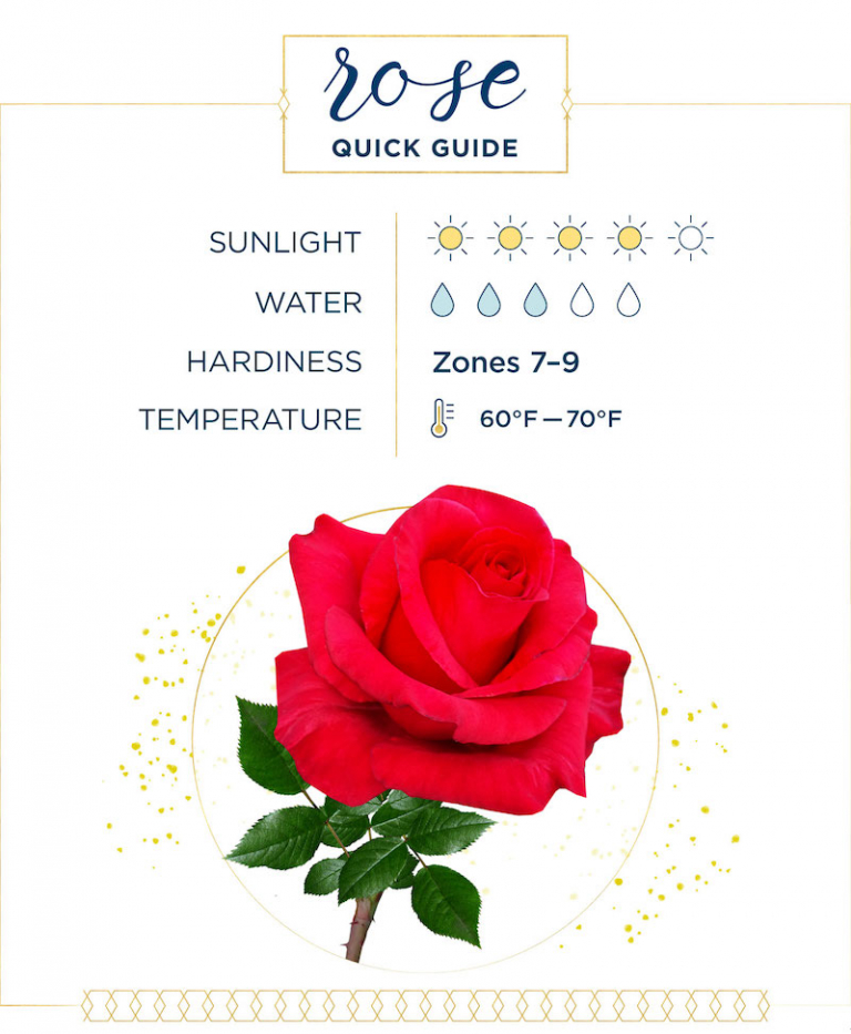 Miniature Roses Complete Guide for Growing & Taking Care of Mini Roses