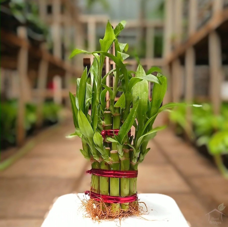 green bamboo plant in red ribbons