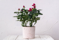 Miniature Roses: Complete guide for growing and taking care of mini roses