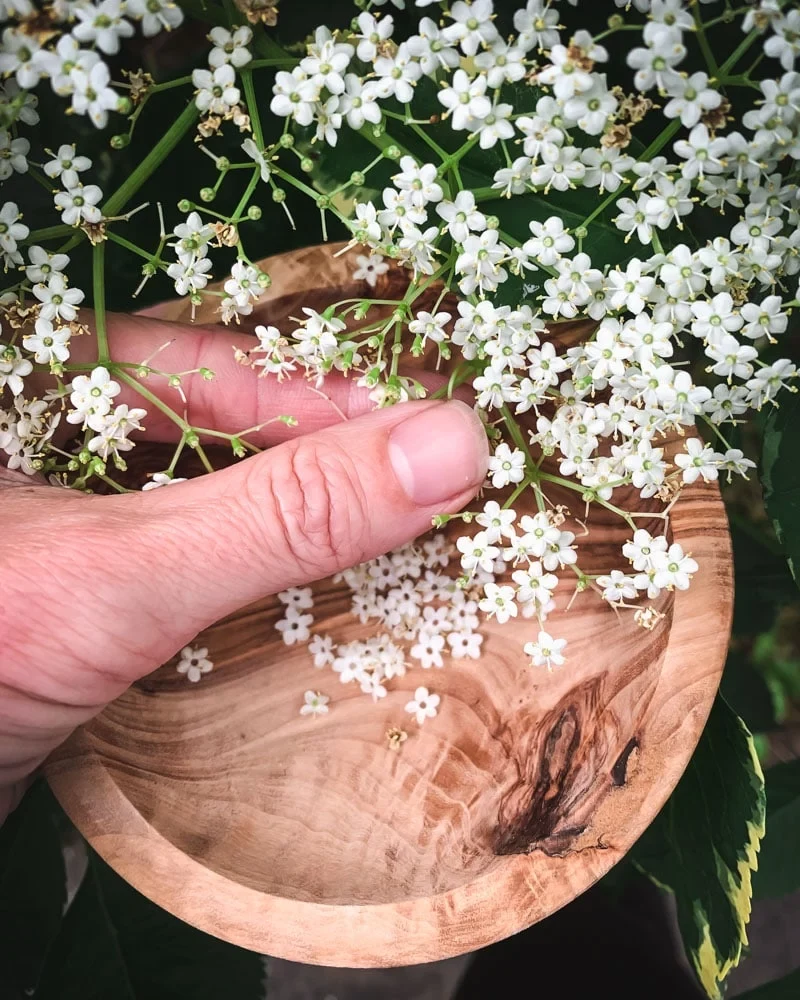 homemade elderflower cordial without citric acid