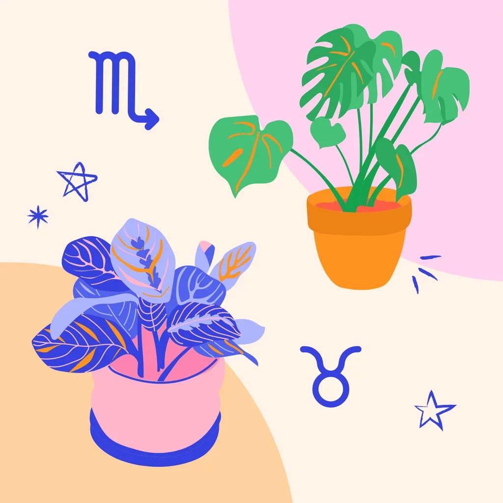 house plants for zodiac signs