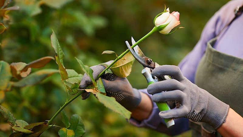 how big do miniature roses get