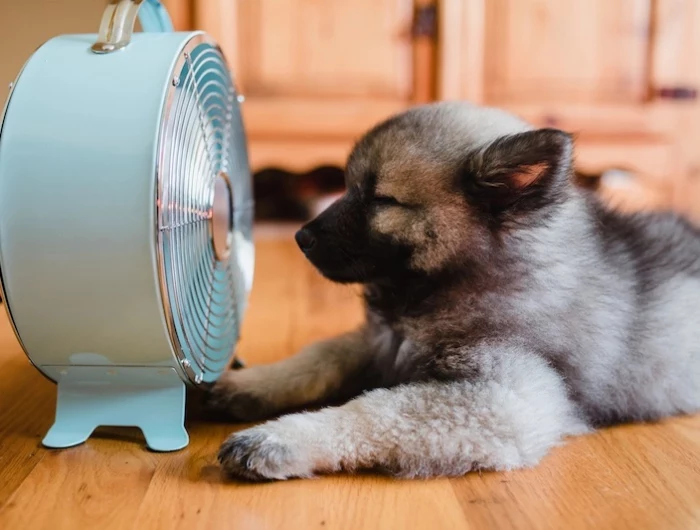 how to cool your house down dog cooling down in front of fan