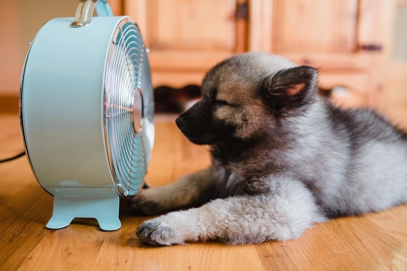do fans help dogs cool down