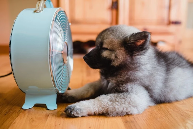 how to cool your house down dog cooling down in front of fan