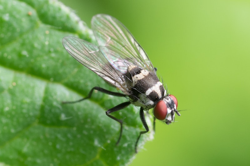 how to keep flies away fly on a green leaf