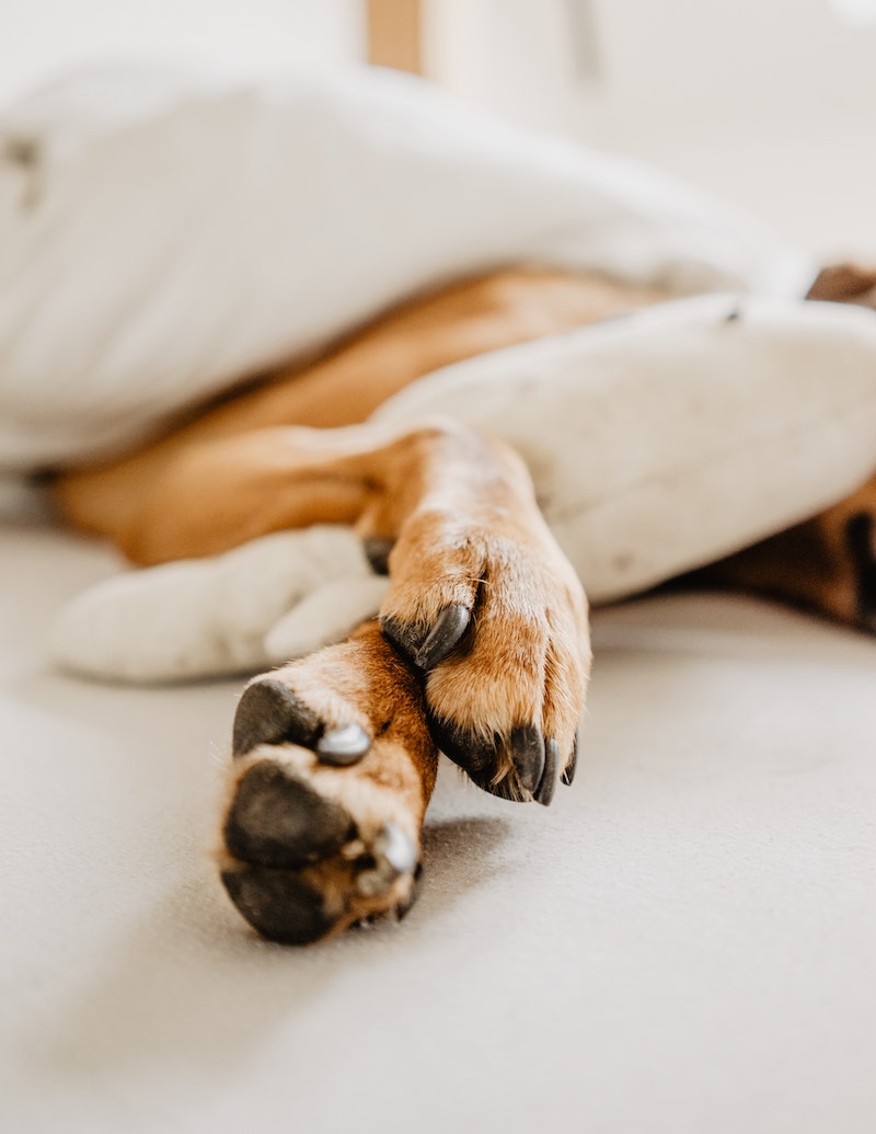 how to keep your dog cool dog paws on the bed
