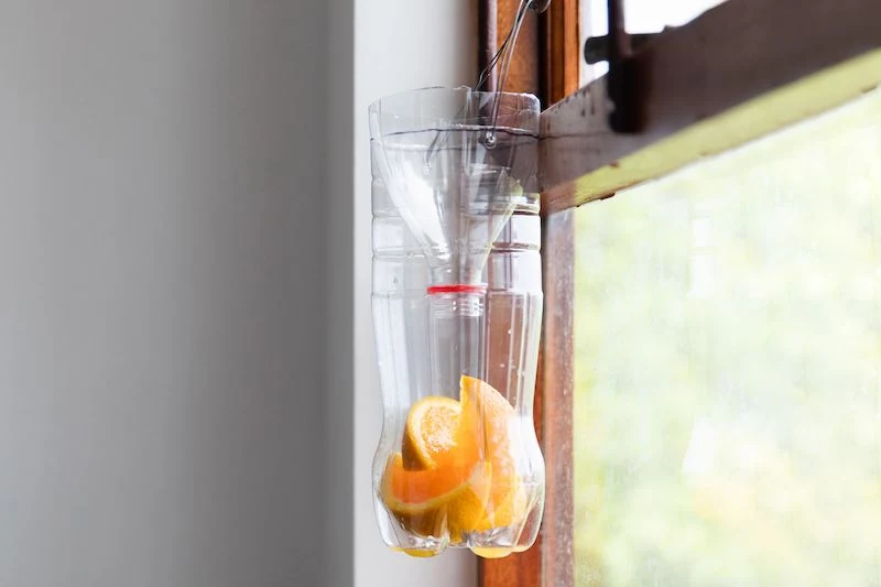 how to make a fly trap orange slices in a bottle by the window