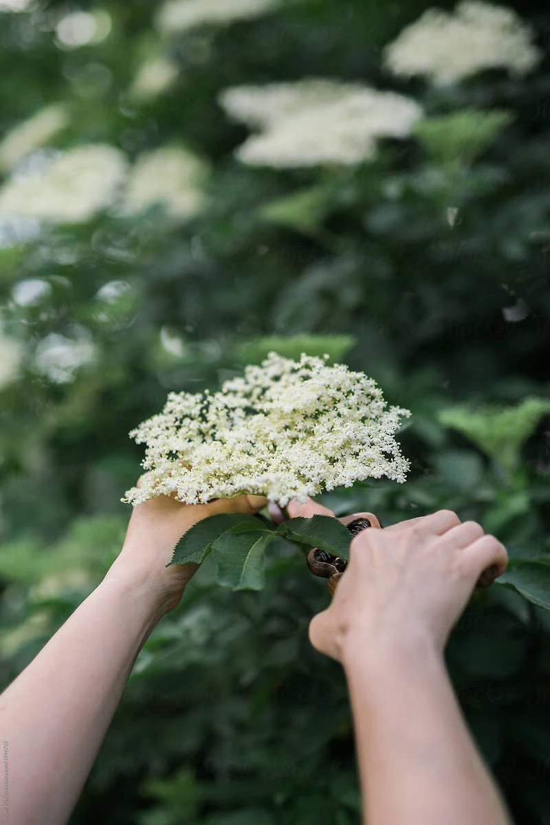 how to make elderflower cordial from scratch