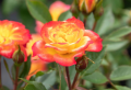 Miniature Roses: Complete guide for growing and taking care of mini roses