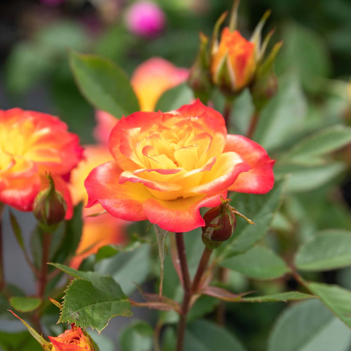 how to prune miniature roses