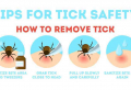 How To Remove a Tick: Everything You Need To Know