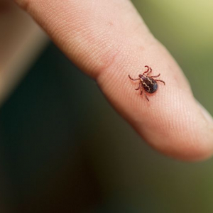 How To Remove a Tick: Everything You Need To Know