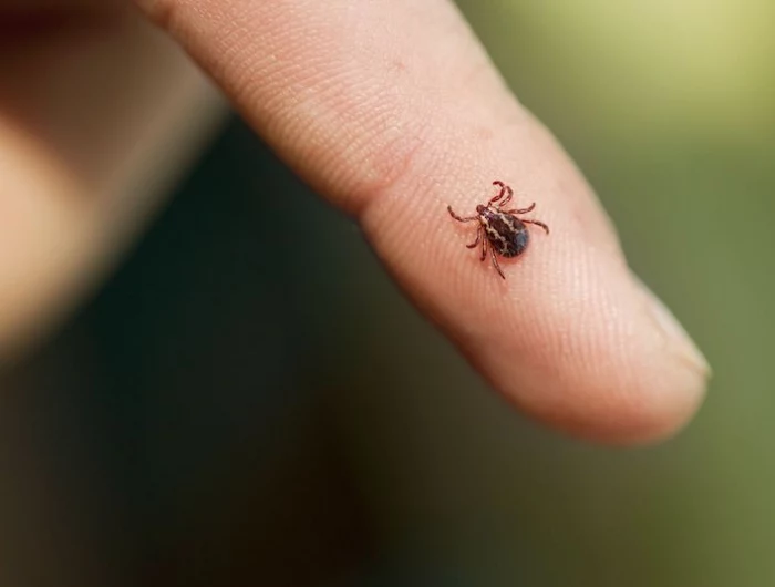 how to remove a tick small tick on persons fingernail