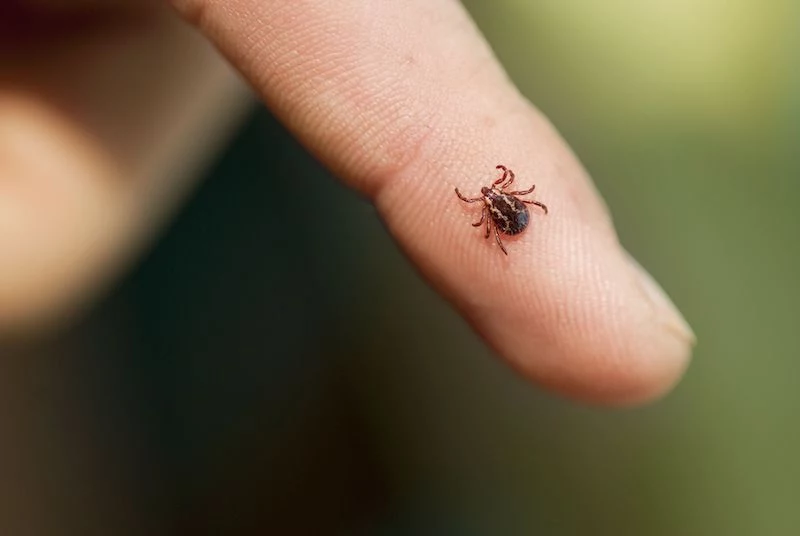 how to remove a tick small tick on persons fingernail