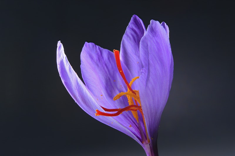how to stop aging purple saffron flower