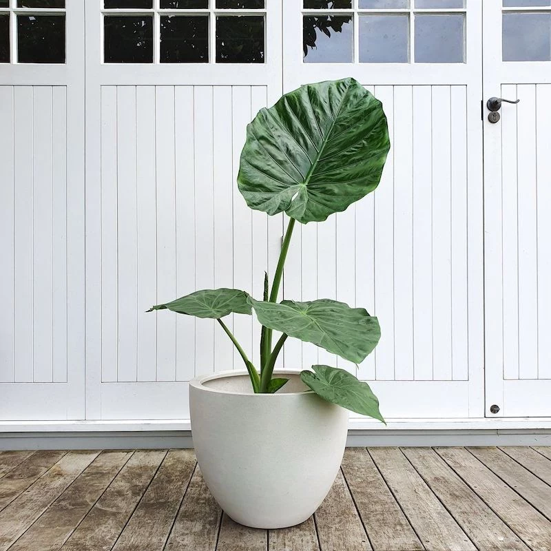 How to Choose the Right Houseplant for You Based on the Zodiac