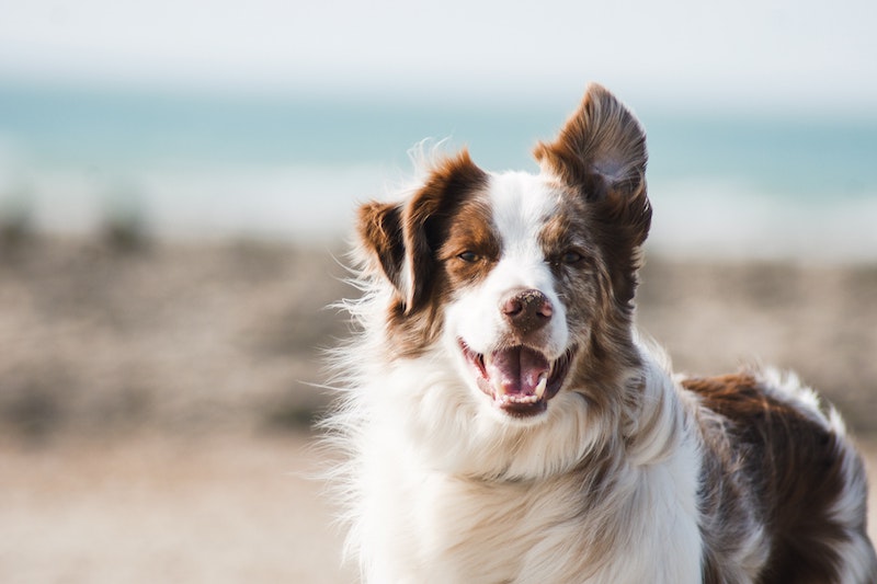 keep your dog keep dog with one ear upa nd one down smiling