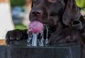5+ Tips How To Keep Your Dog Cool During The Hot Summer Days