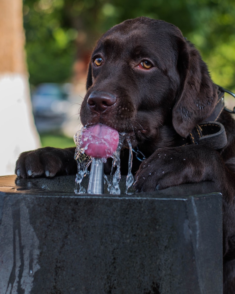 keeping dog cool during summer dog drinking water from fountain