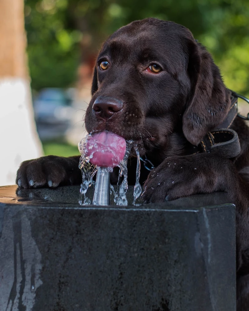 keeping dog cool during summer dog drinking water from fountain