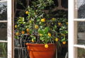 7+ Lucky Plants To Add To Your Home For Good Fortune