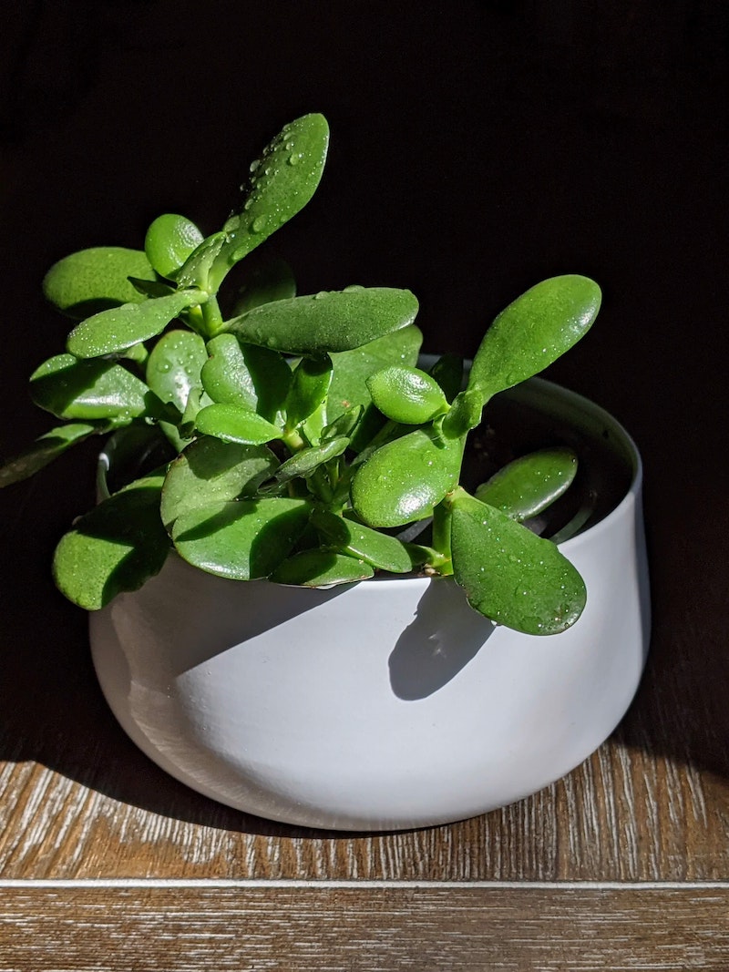 little jade plant in white pot