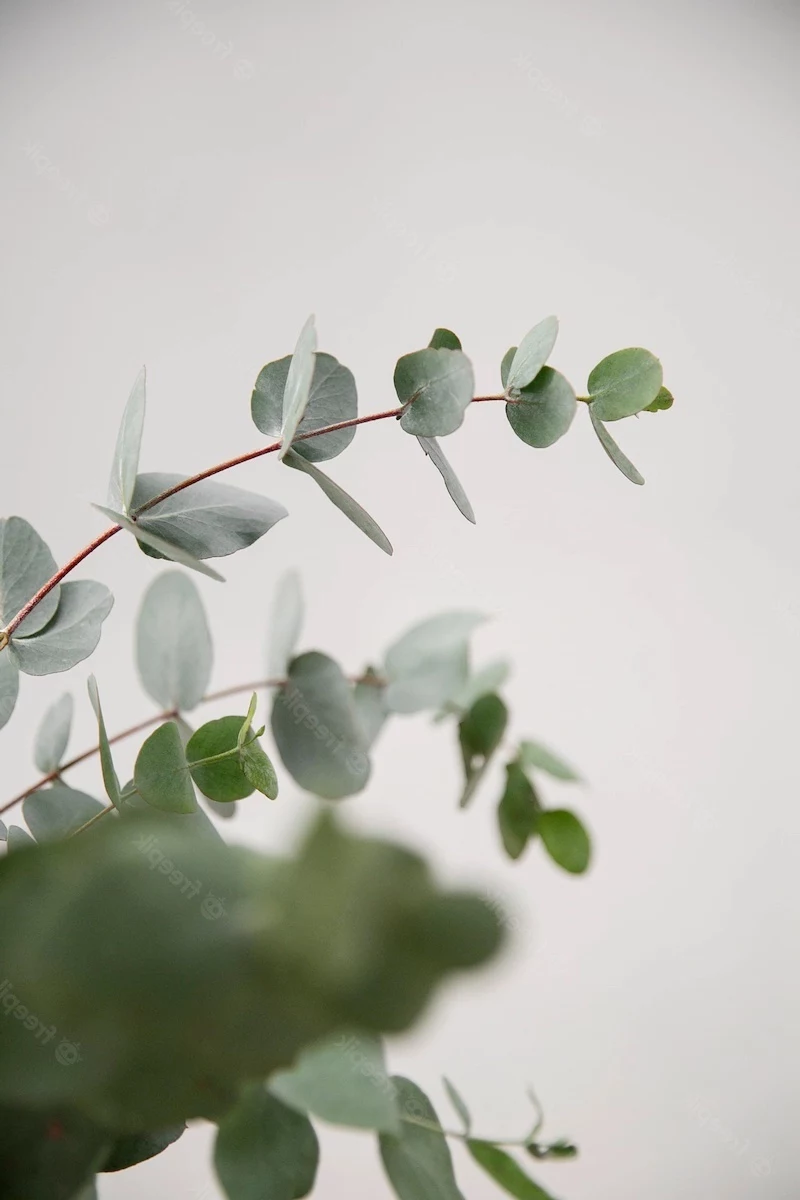 lucky plants close up eucalyptus plant leaves