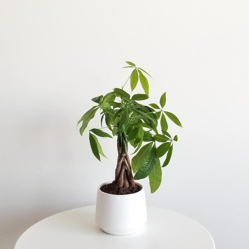 lucky plants small money tree in white pot