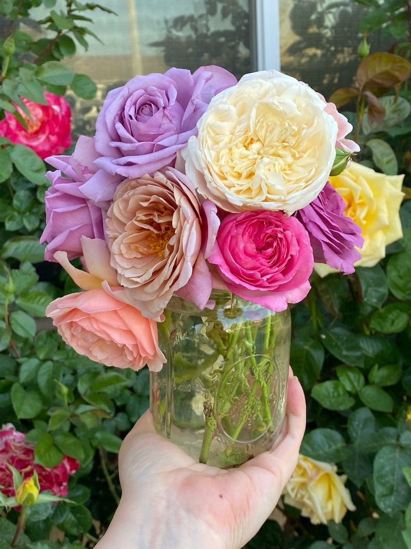 miniature roses in pots
