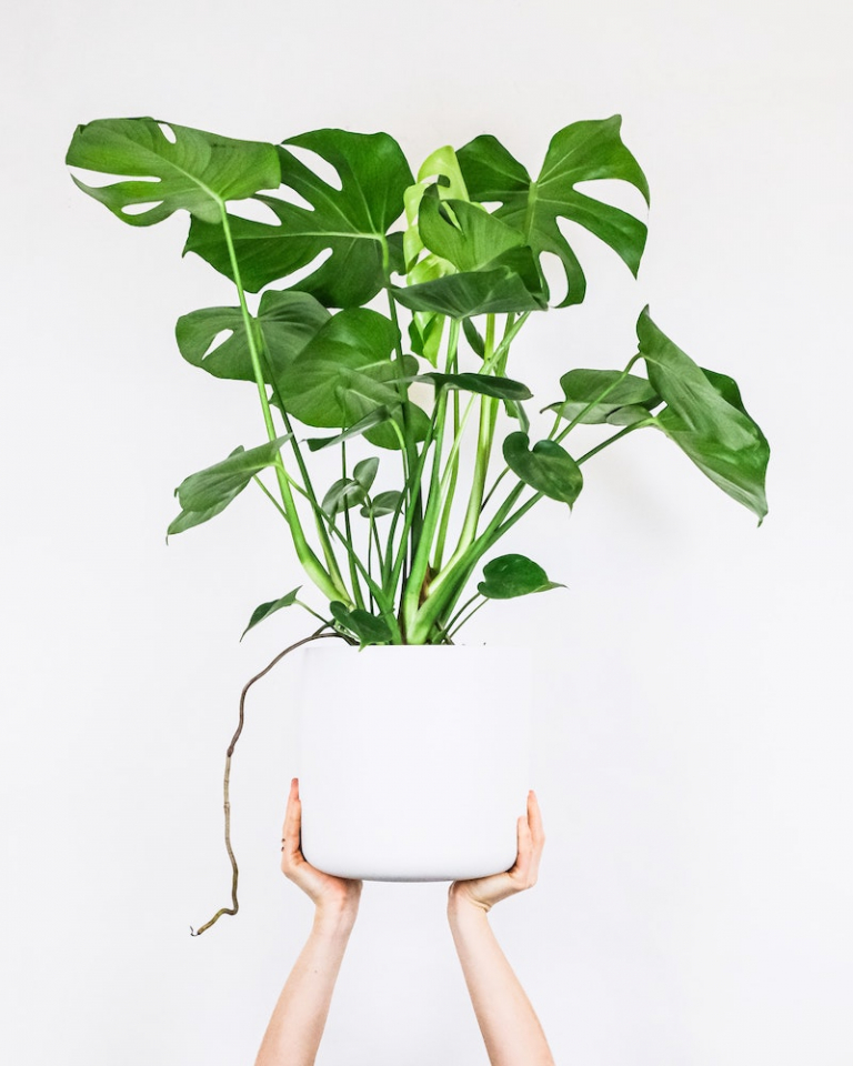 Bathroom Plants The 7 Best Houseplants For Your Bathroom