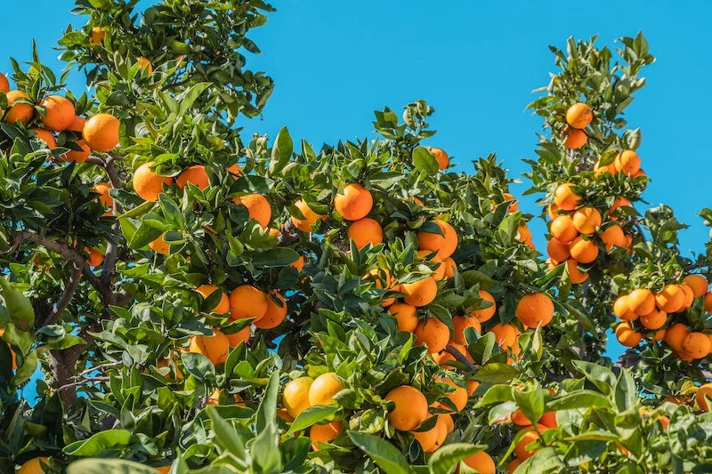 orange tree with fruits and leaves