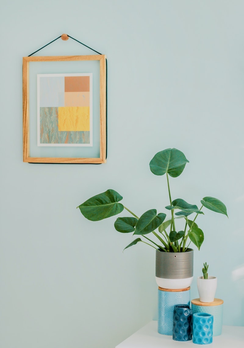 plants in front of a blue wall and frame