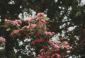 Add These Plants To Your Home To Attract Happiness And Love