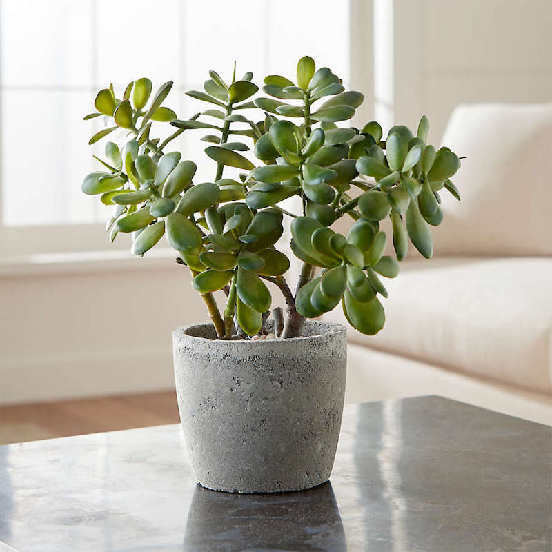 potted jade plant in gray plant