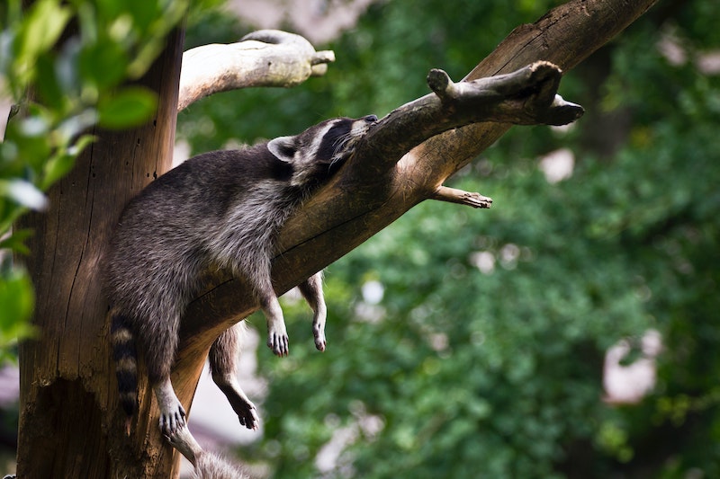 raccoon sleeping on a tree branch