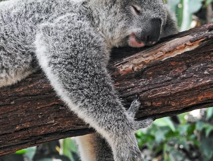 sleeping in the heat koala sleeping on a tree branch