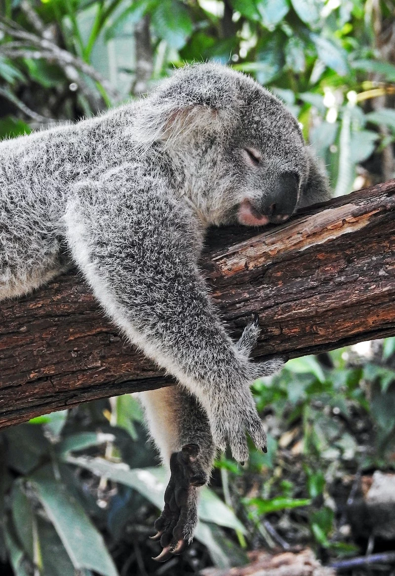 sleeping in the heat koala sleeping on a tree branch