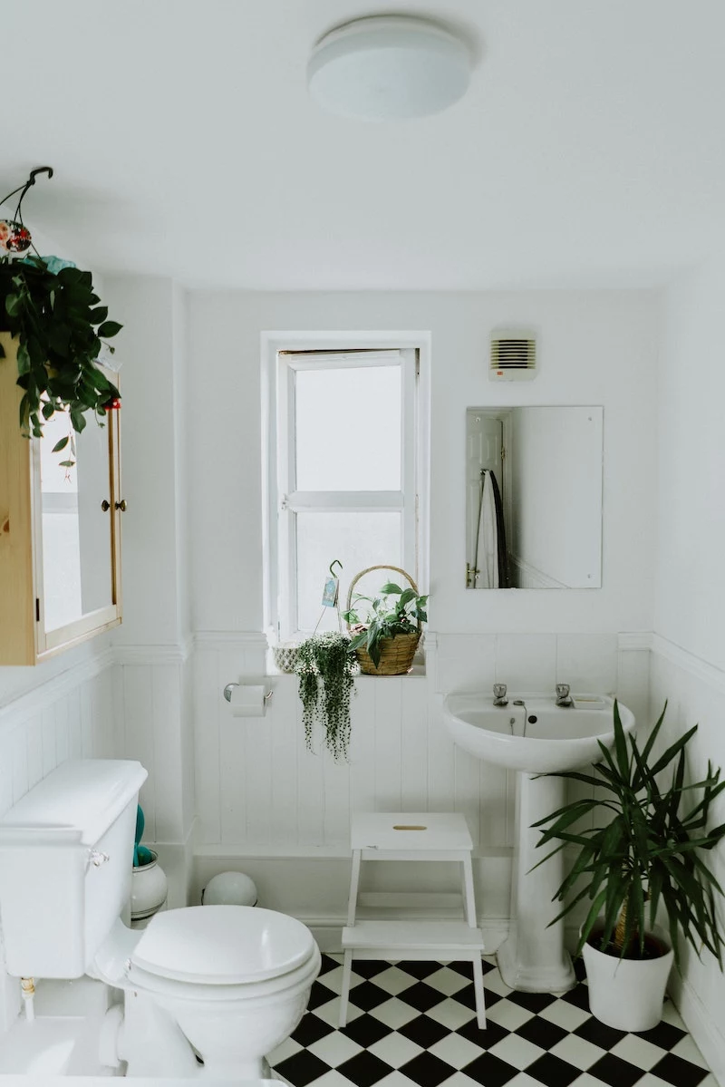 Bathroom Plants: 7+ Best Houseplants For Your Bathroom