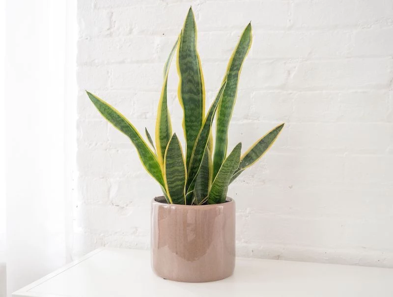 snake plant in pink pot on white background