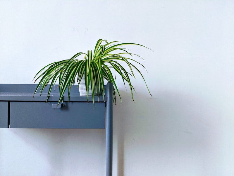 spider plant sitting on a blue shelf
