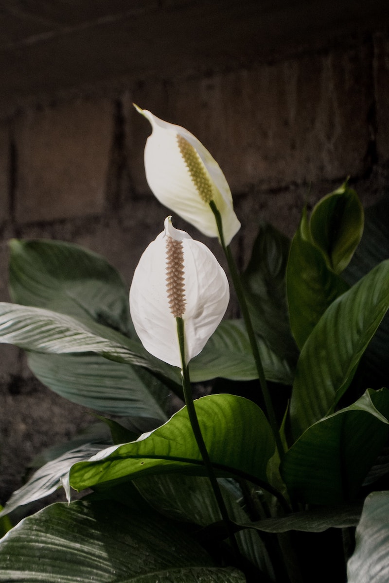 two white peace lily flowers in between green leaves
