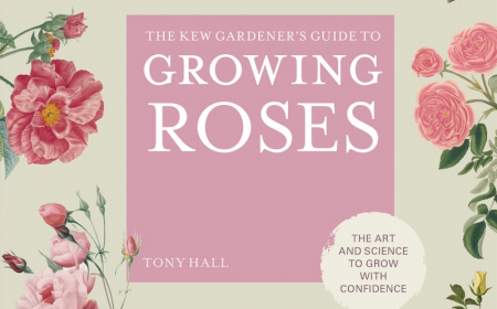 Miniature Roses: Complete guide for growing and taking care of mini roses